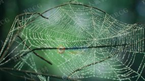 Cobwebs蜘蛛网丛状结构3dsmax插件win破解版 支持3dsmax 2012 – 2021版本软件