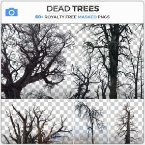 62组枯萎树木树枝树梢高清参考图片合集