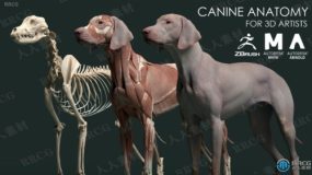 狗犬类动物皮肤肌肉骨骼解剖学高精度3D模型