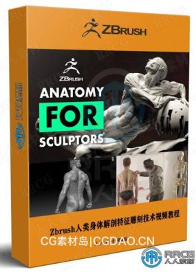 Zbrush人类身体解剖特征雕刻技术视频教程