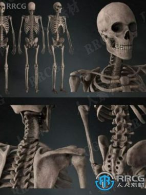 骷髅骨架高精度3D模型