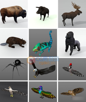 【C4D模型】30种森林昆虫动物低面模型鹰变色龙麋鹿蜘蛛猪狐狸蝗虫蜻蜓