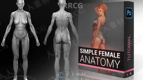 女性身材形象结构剖析数字绘画技术视频教程
